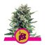 Blue Cheese - feminized seeds 3 pcs Royal Queen Seeds