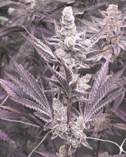 Solfire Gardens Lil Sumpin Sumpin feminizowane nasiona, 6 szt.