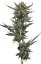 Notorious THC - feminizované semienka marihuany 3 ks Humboldt Seed Company