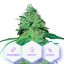 Johana CBD - feminisierte Samen Cannapio Premium 10 Stk