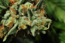 T.H. Seeds Cold Creek Kush regulérní semena