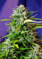 Jack 47 Auto - 5 nasion Sweet Seeds