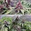 Auto Forbidden Cherry - autoflowering semená 7ks, Dutch Passion
