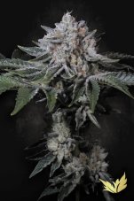 Paradise Seeds Peach Frosting Limited Edition feminizované semená