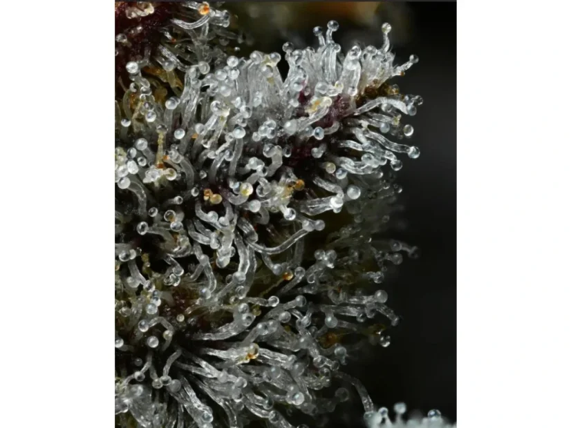 Citrus Gelato - nasiona feminizowane 5 szt. Cannapio