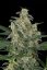 Blue Cheese Automatic - fem. a autoflowering semienka 10ks Dinafem