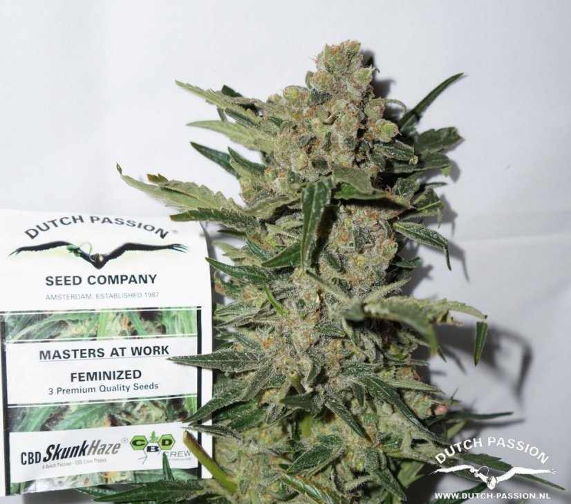 CBD Skunk Haze®- feminizované semínka 3 ks Dutch Passion