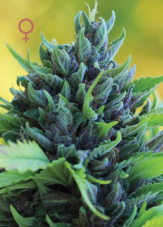 Humboldt Seed Company Humboldt Dream feminizowane nasiona
