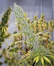 Mr. Nice Seeds Holy Smoke regulérní semena