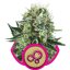 Bubble Kush - Feminized Seeds 10 pcs Royal Queen Seeds
