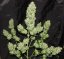 Green Poison Auto - 5 bucăți de semințe autofloritoare Sweet Seeds
