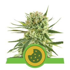 Royal Cookies Automatic - fem. i 3 nasiona Royal Queen Seeds