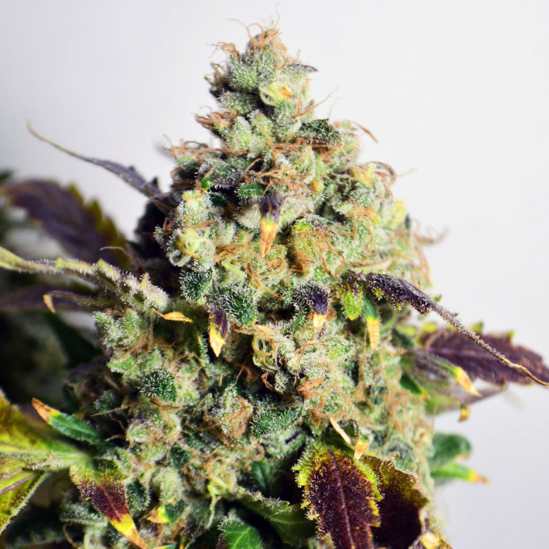 DC Kush - feminized seeds 5 pcs, Doctor's Choice