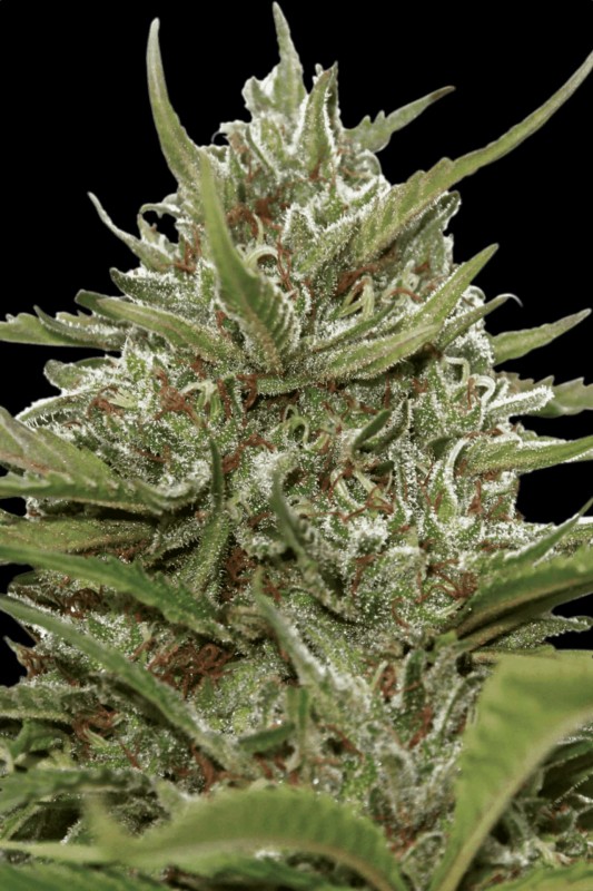 Auto White Berry - feminizovaná a samonakvétací semínka 3ks Paradise Seeds