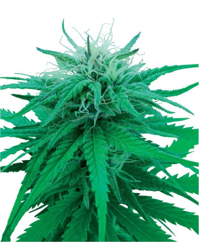 Ruderalis Indica - Nasiona 10 szt. Standardowych Sensi Seeds