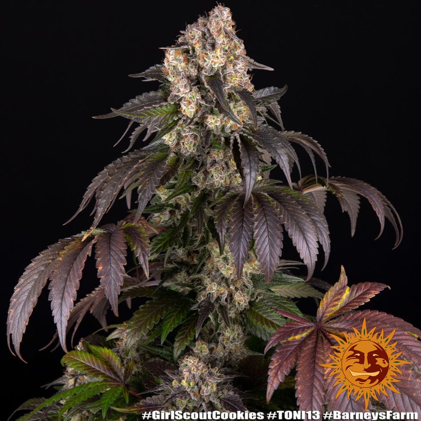 Girl Scout Cookies - feminizované semená, 10 ks, Barneys Farm