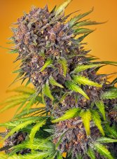 Sweet Seeds Diablo Rojo XL Auto samonakvétací semena
