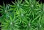 Peyote Zkittlez - feminized cannabis seeds 3 pcs, Seedsman