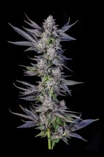 Paradise Seeds x Compound Genetics Runtz Carlton feminisierte Samen, 7 Stk.