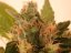 Psicodelicia - Feminisierte Samen 5ks Sweet Seeds