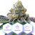 Girl Scout Cookies - феминизирани семена 10 бр Cannapio