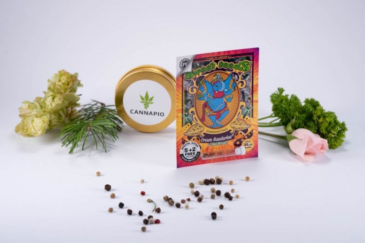 Cream Mandarine Fast Version - feminizované semienka 5 ks Sweet Seeds