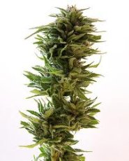 Amnesia Lemon - феминизирани семена 5 бр Barney´s Farm
