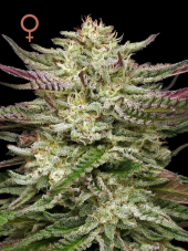 Humboldt Seed Company Humboldt Headband Auto samonakvétací semena