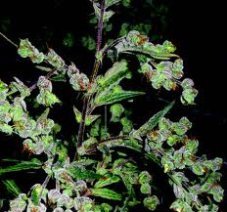 Dr Grinspoon – feminizované semienka 10 ks Barney Farms