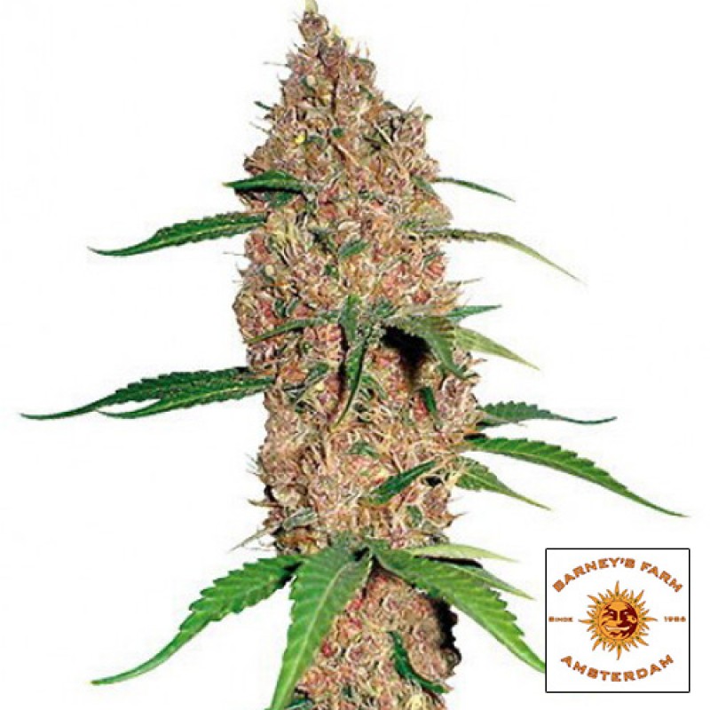 Red Diesel  – feminizovaná semínka 5 ks Barney Farms