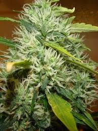 LSD - феминизирани семена Barney's Farm 3 бр.