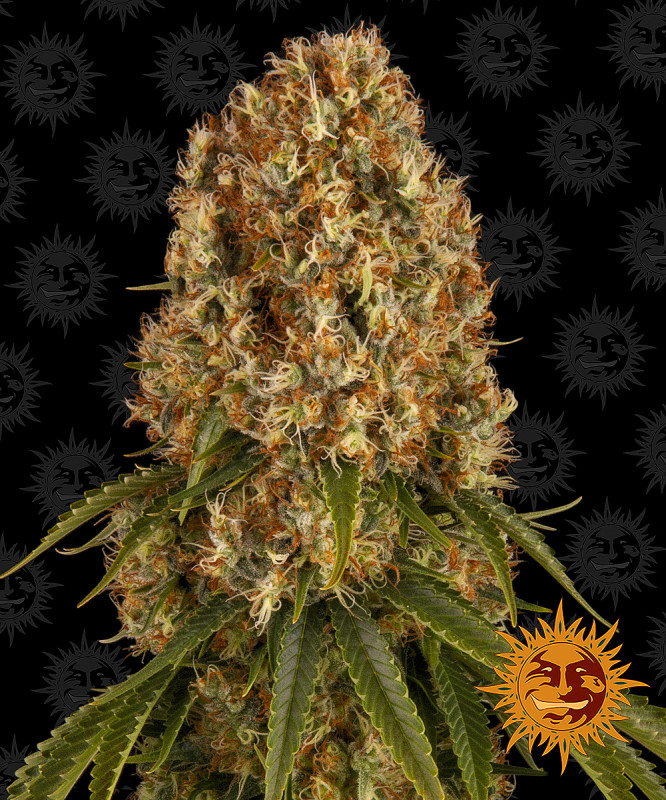 Orange Sherbert - feminizované semena marihuany 3 ks Barney´s Farm