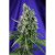 Sweet Trainwreck Auto - fem. a samonakvétací semínka 10ks Sweet Seeds
