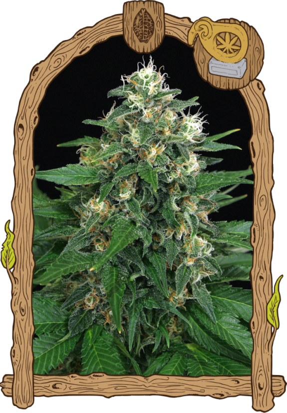 Exotic Thai - nasiona feminizowane, 10 szt., Exotic Seed