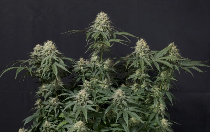 Tropicana Cookies FF - feminizované semená marihuany 5 ks Fast Buds