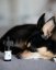CBD-Öl für Tiere 2%, 30 ml Cannapio
