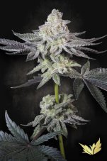 Paradise Seeds Emerald Envy Limited Edition Feminized Seeds