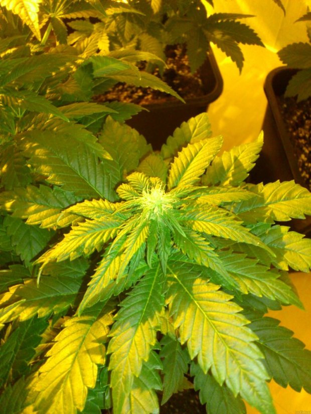 White Widow - 10 feminizowanych nasion Dinafem