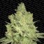 Jacky White - feminisierte Samen 5 Stück Paradise Seeds