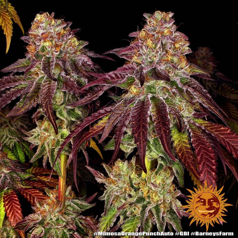 Mimosa X Orange Punch Auto - autoflowering seeds 10 pcs Barney´s Farm