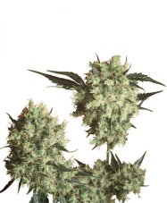 Marley´s Collie - semínka 10 ks standardizovaná Sensi Seeds
