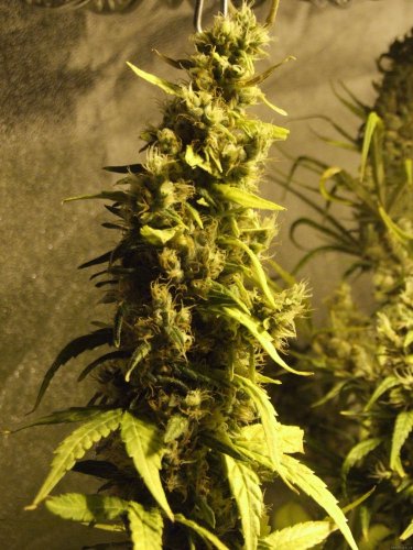 Northern Light - 10 feminizowanych nasion Royal Queen Seeds