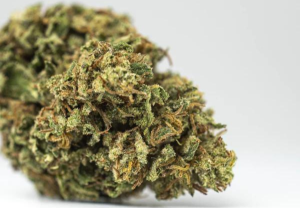 Blueberry - indické konope s vysokým obsahom THC a zaujímavou genetickou líniou