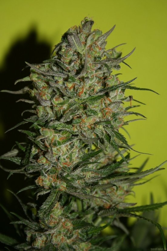 Monster - 9ks feminized semená Eva Seeds