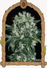 Pink Hokkaido - feminized marijuana seeds, 3pcs Exotic Seed