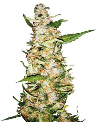 Skunk 1 Automatic -  samokvitnnúce semienka 3ks Sensi Seeds