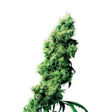 Marley´s Collie - semínka 10 ks standardizovaná Sensi Seeds