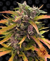 Gorilla Glue Auto - autoflowering marijuana seeds 3 pcs Barney's Farm