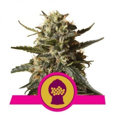 Bubblegum XL feminizovaný 3ks Royal Queen Seeds