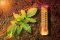 Cannabis and Heat Stress: How to Recognize and Solve It?
